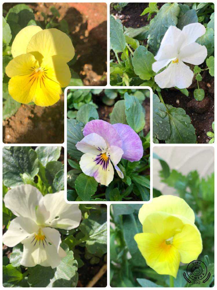 パンジーさま　２枚お纏めページ(a,d) 僕の平成ガーデニング（10）されどパンジー : Alex's Garden Party♪