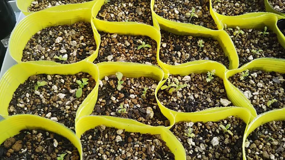 ネモフィラの投稿画像 By すももさん 種まき 月11月23日 Greensnap グリーンスナップ