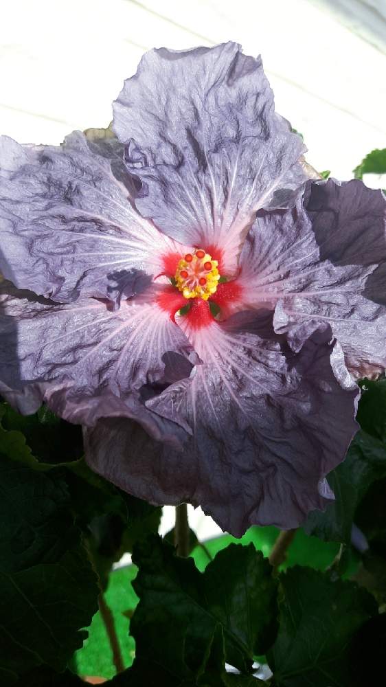 ハイビスカス デニムブルーの投稿画像 By バラリーナさん 日当たりと植え替えとおうち園芸と日光浴とハイビスカスの花と鉢物とハワイと珍しいカラー 月11月23日 Greensnap グリーンスナップ