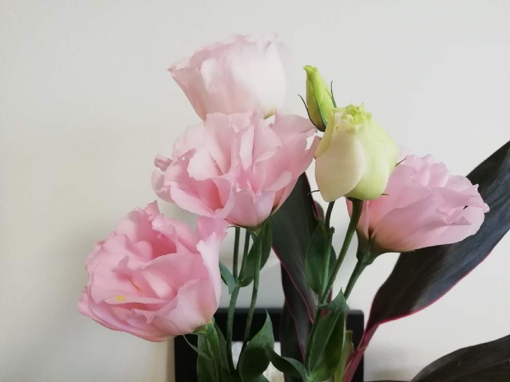 トルコキキョウの投稿画像 By らなさん 切り花とピンクの花と花のある暮らしとお花のある生活 月11月23日 Greensnap グリーンスナップ