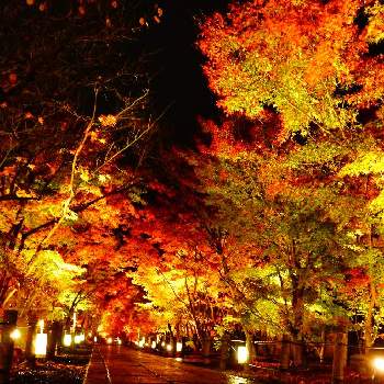 京都 永観堂の画像 by まるりさん | お出かけ先とモミジと紅葉フォトコン2020と京都 永観堂とミラーレス一眼と京都とライトアップ