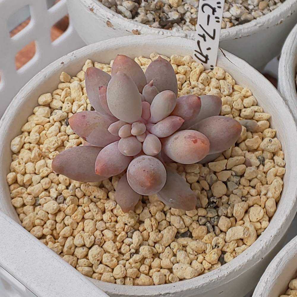 329 ベビーフィンガーの生長記録 2022.05.22更新｜🍀GreenSnap