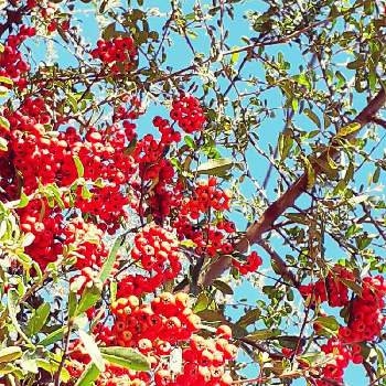 力強くの画像 by sunさん | ピラカンサ.と樹木と葉っぱとみどりと青い空と力強くとあきとあか