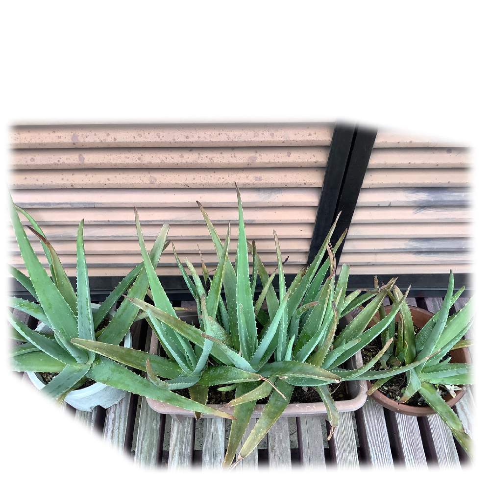 アロエの投稿画像 By Hanaさん アロエベラと多肉植物と放ったらかしとほったらかしとおうち園芸 月11月23日 Greensnap グリーンスナップ