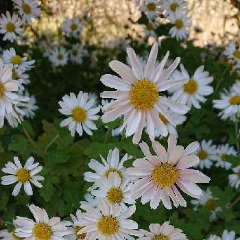 リュウノウギクの投稿画像一覧 Greensnap グリーンスナップ