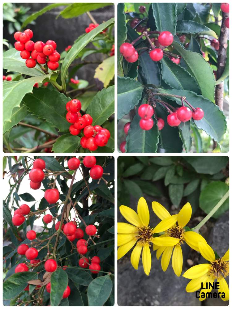 ツワブキの投稿画像 By 涼さん ナンテンと万両と千両と赤い実と花のある暮らしと元気色 といつも いいねありがとうございます 月11月23日 Greensnap グリーンスナップ