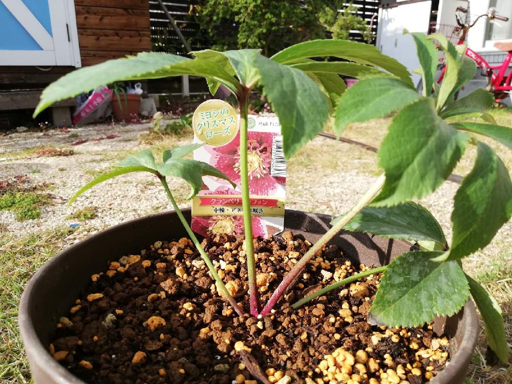 クリスマスローズ クランベリーシフォン Greensnap グリーンスナップ