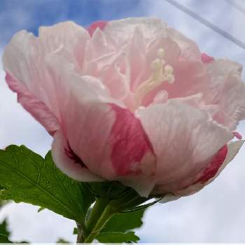 アオイ科フヨウ属の投稿画像一覧 Greensnap グリーンスナップ