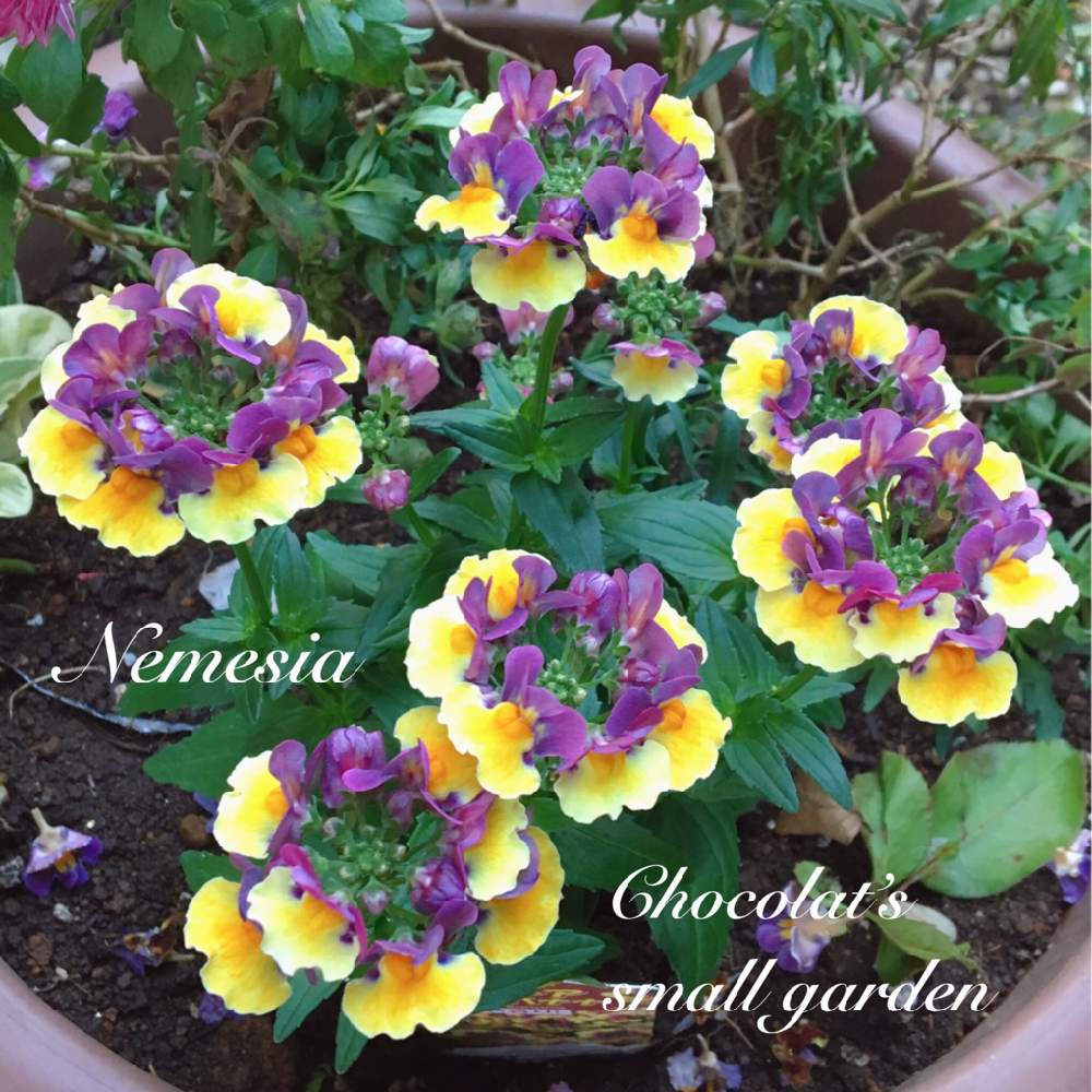 ネメシアの投稿画像 By Chocolatさん ガーデニングと花のある暮らしとバラのある暮らし 月11月23日 Greensnap グリーンスナップ
