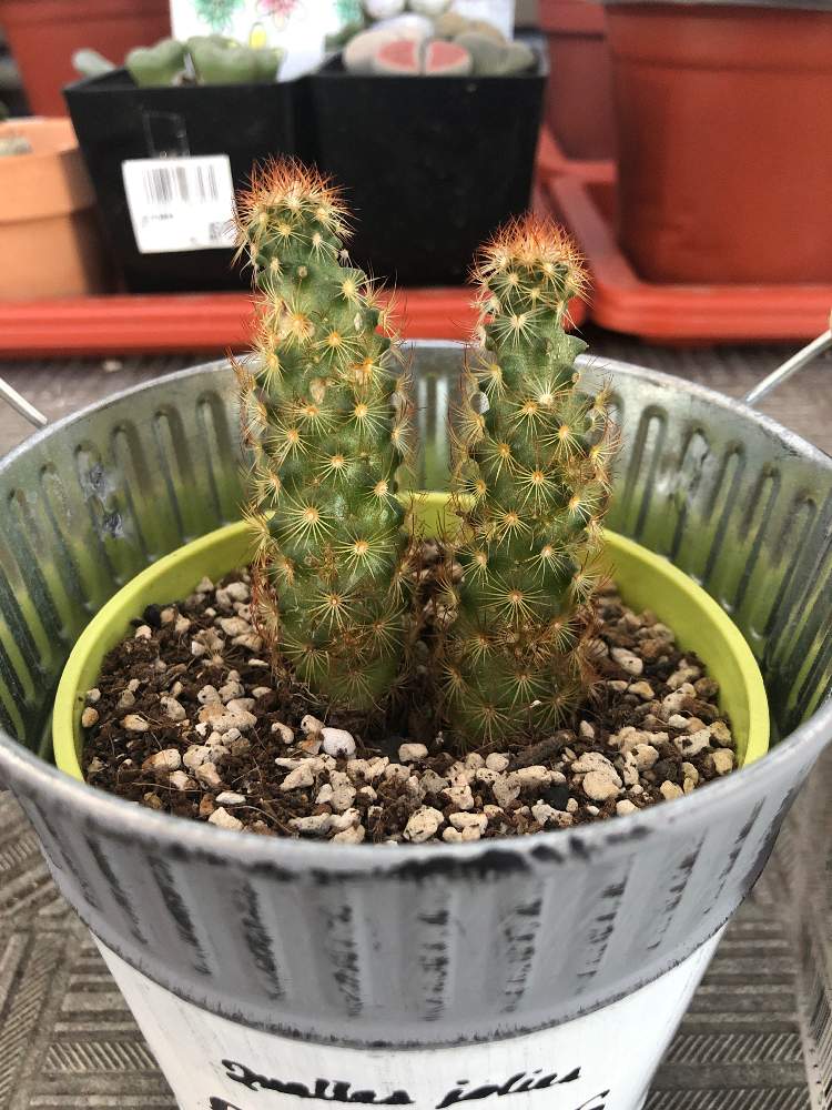 コガネツカサの投稿画像 By エリーさん サボテンとおうち園芸と100均とdaiso 月11月23日 Greensnap グリーンスナップ
