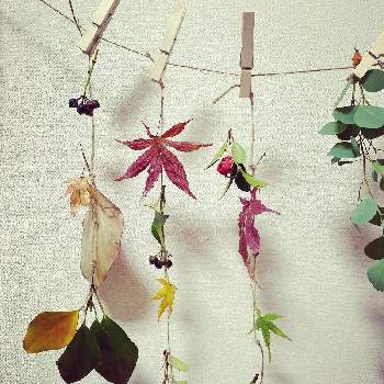 もみじ葉の投稿画像一覧 Greensnap グリーンスナップ