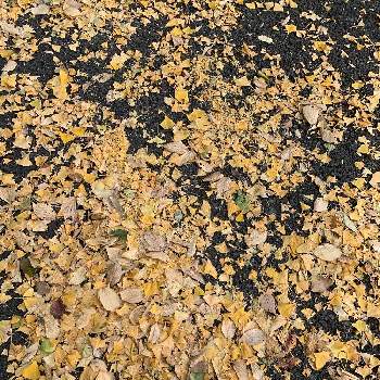 銀杏の落ち葉の画像 by こんちゃんさん | 銀杏の落ち葉