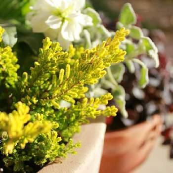 寄せ植の画像 by かこさん | カルーナ ブルガリスと寄せ植と花と緑のある暮らしとカルーナ❁とマイガーデンと可愛い脇役とガーデニングと葉っぱ好き