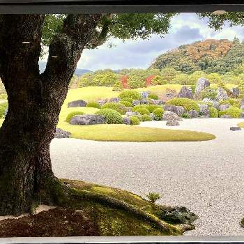 絵画のようにの画像 by ルボーノン_888さん | お出かけ先と足立美術館日本庭園と絵画のようにと芸術的と紅葉（こうよう）と綺麗と素晴らしいと日本一と庭園