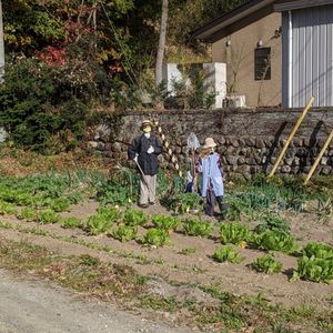 冬野菜,四季折々の景色,お出かけ先の画像