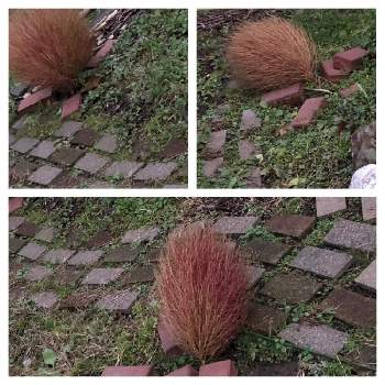 コキアのブー フー ウーくん達の投稿画像一覧 Greensnap グリーンスナップ