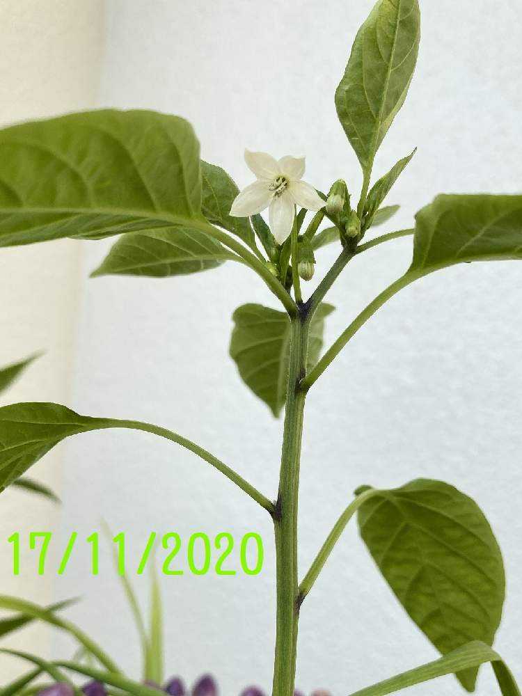 五色唐辛子の寄せ植え唐辛子 Greensnap グリーンスナップ