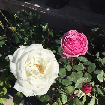 素敵な花言葉の画像 by きゃらめる©︎さん | バラの花言葉とバラ夢香とばら バラ 薔薇と薔薇ヨハネパウロとピンクの薔薇と白いバラとお仕事と素敵な花言葉とバラを楽しむとヨハネ パウロ 2世と薔薇夢香