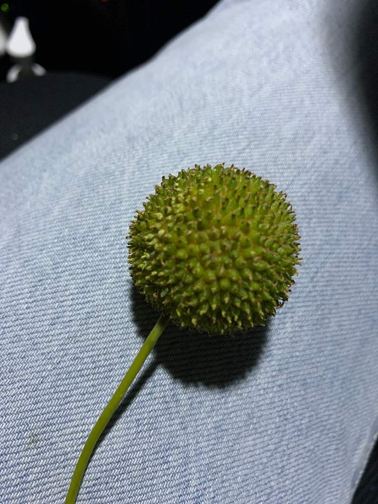 すずかけの木 プラタナス の投稿画像 By なたさん 月11月23日 Greensnap グリーンスナップ