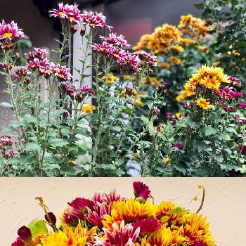 キクの花の画像 by makipiさん | 小さな庭とカラフルな花とバラと夢CLUBと斑入りアイビーと花のある暮らしとポットマム。とかわいいな♡とキクの花