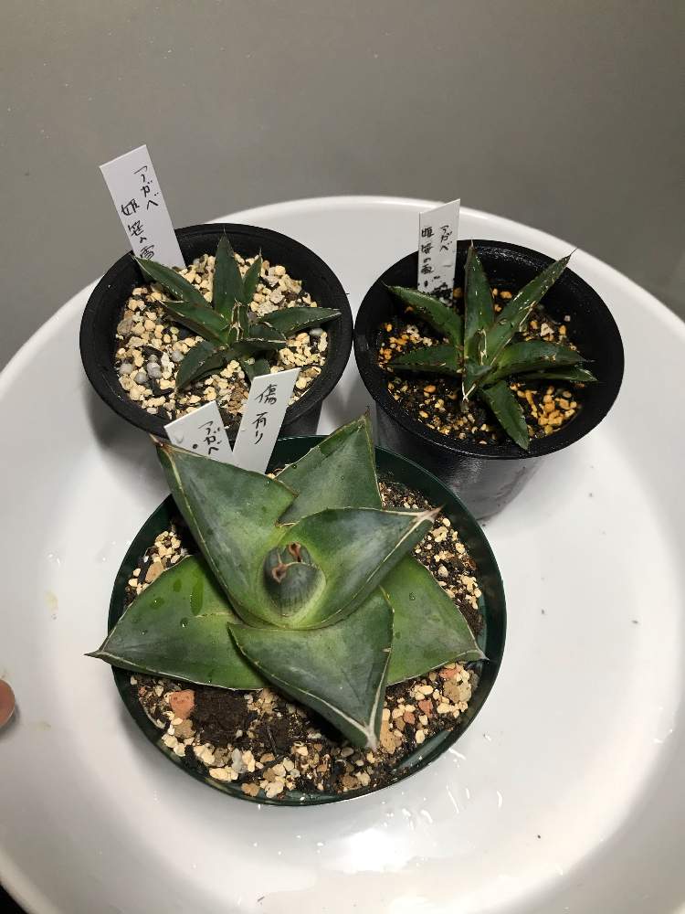 ボタニークさん産の投稿画像 By Osgさん 月11月23日 Greensnap グリーンスナップ