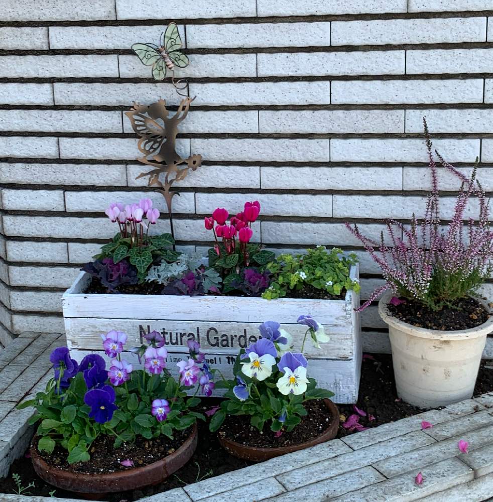 パンジーの投稿画像 By ささりんさん ガーデンシクラメンとカルーナとコピアとアルテミシアと秋の寄せ植え とエンジェル祭りとおうち園芸 月11月23日 Greensnap グリーンスナップ