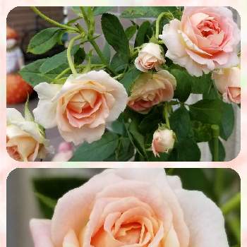 絞りの画像 by takiさん | 小さな庭と絞りとポール セザンヌとDelbard Rosesとおうち園芸とバラ好きと佳花園