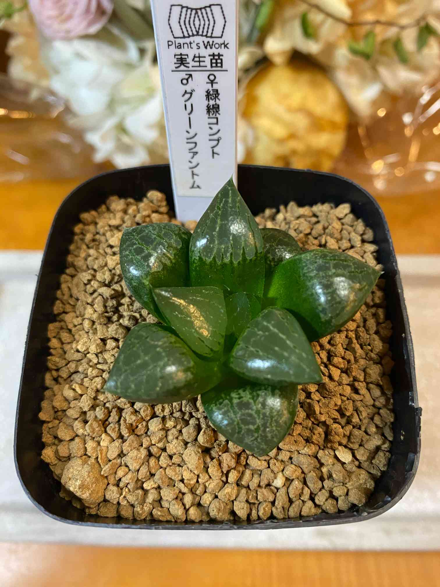 ハオルチア_コンプト×緑炎(実生未繁殖) ≧∇≦）多肉植物 ハオルチア グリーンムーン×玄武 実生苗 未繁殖株