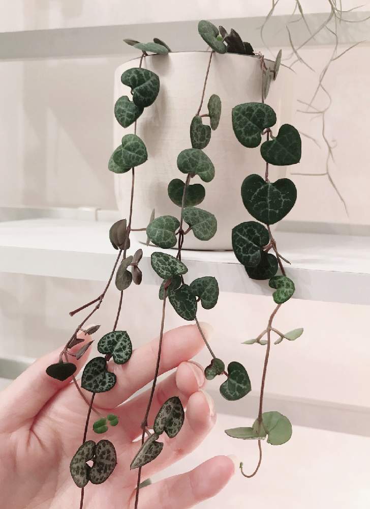 ハートカズラの投稿画像 By Yulyさん 観葉植物とつる性植物とハートの葉っぱ 月11月23日 Greensnap グリーンスナップ
