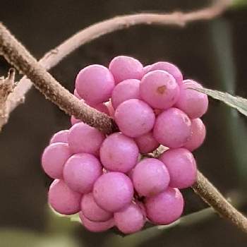 桃式部 ピンクパールの投稿画像一覧 Greensnap グリーンスナップ