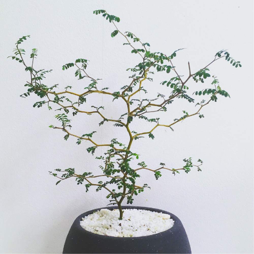 ソフォラ ミクロフィラの投稿画像 By L4zy Birdさん 観葉植物とおうち園芸と部屋と観葉植物とおうち園芸 月11月23日 Greensnap グリーンスナップ Greensnap グリーンスナップ