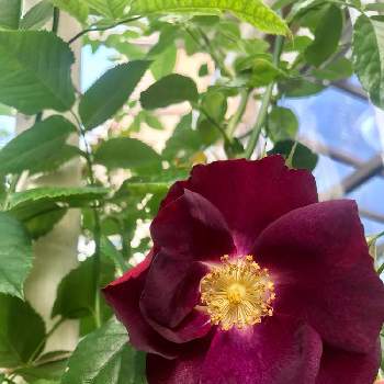 バラ サングリアナイトの投稿画像一覧 Greensnap グリーンスナップ