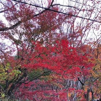 ゆったりした時間の画像 by ノンさん | お出かけ先と息抜き大事〜！と高尾山と黄色の葉と赤い葉とゆったりした時間と紅葉（こうよう）と高尾山の紅葉と息抜き
