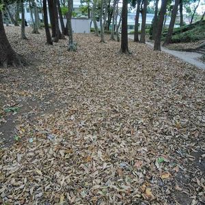 クヌギ,コナラ,エノキ,木洩れ日の径,柏南部公園の画像