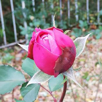 井の頭公園の投稿画像一覧 Greensnap グリーンスナップ