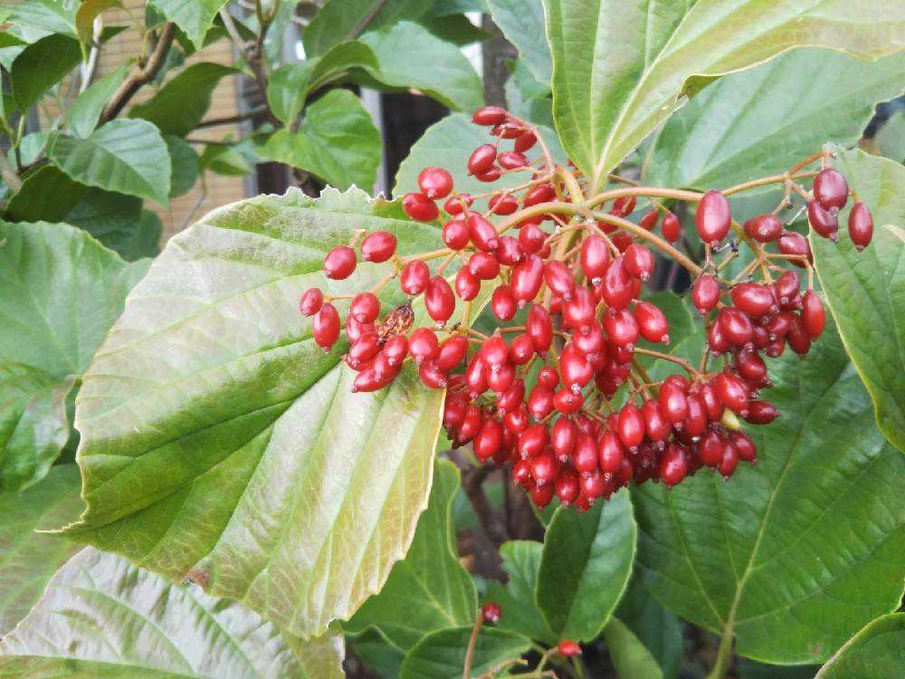 ハクサンボクの1年 Greensnap グリーンスナップ