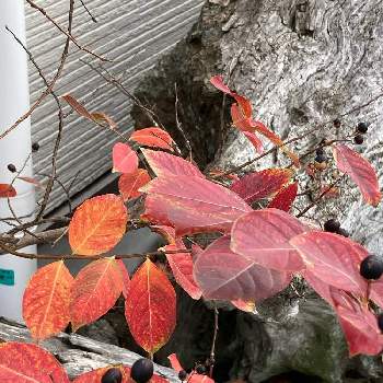 ミソハギ科サルスベリ属の画像 by manabeさん | お出かけ先とサルスベリの紅葉とミソハギ科とサルスベリ属とミソハギ科サルスベリ属