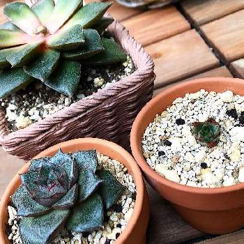 日焼けの投稿画像一覧 Greensnap グリーンスナップ