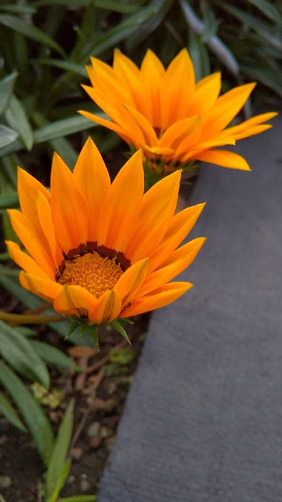 ガザニアの投稿画像 By 欄さん 通り道とありがとう とコロナに負けるな 月11月24日 Greensnap グリーンスナップ