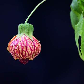 綺麗な色合い♡の画像 by ゆっちさん | バルコニー/ベランダと植物からパワー❣️と綺麗な色合い♡とアブチロン❤️と可愛い❤とマイガーデンと植物に感謝