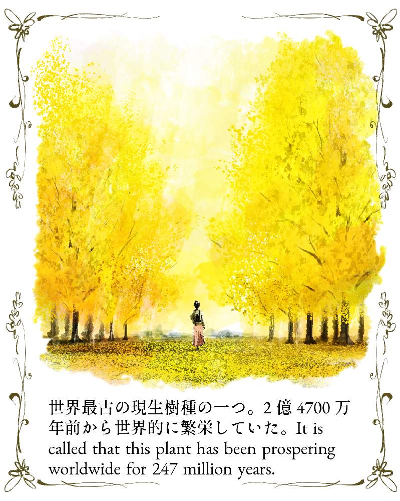 イチョウの投稿画像 By Ichikawa Kazuhiroさん イチョウの並木とイラストと植物のイラスト 月11月24日 Greensnap グリーンスナップ
