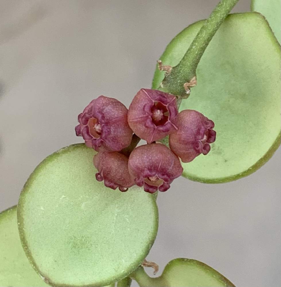 ホヤ ヘウスケリアナイエロー 花座有 抜き苗