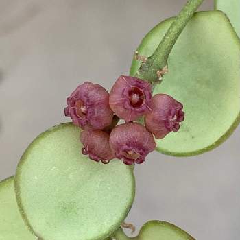 幸せなふたりに贈る結婚祝い ホヤ ヘウスケリアナイエロー 花座有 抜き苗 植物 観葉植物 インテリア 住まい 小物 14 777 Ibm Ac Id 幸せなふたりに贈る結婚祝い ホヤ ヘウスケリアナイエロー 花座有 抜き苗 植物 観葉植物 インテリア 住まい 小物 14 777 Ibm Ac Id