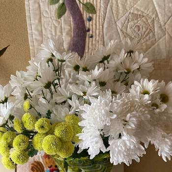 黄色と白の花の画像 by manabeさん | 玄関と小菊とキク科と頂きものと小菊♡と黄色と白の花