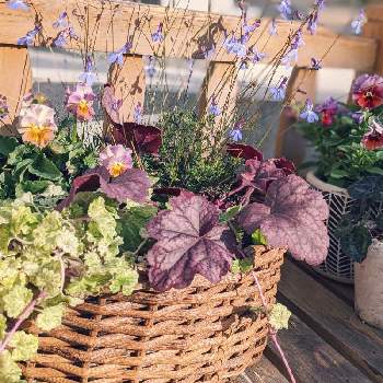 ロベリアプリンセスブルーの投稿画像一覧 Greensnap グリーンスナップ