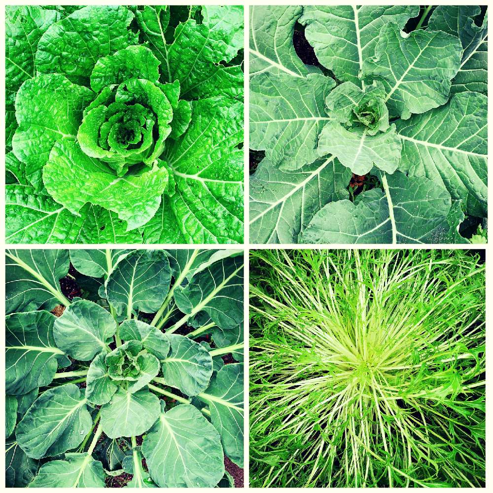 水菜の投稿画像 By Snowflowerさん 芽キャベツと白菜と ケールと家庭菜園と冬野菜とおうち園芸とおうちde菜園 月11月24日 Greensnap グリーンスナップ