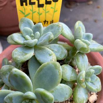 オーロラブルー の投稿画像一覧 Greensnap グリーンスナップ