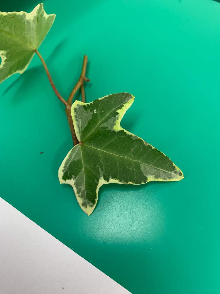 アイビー ヘデラ の投稿画像 By 撫子さん 月11月24日 Greensnap グリーンスナップ