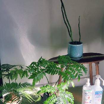 リュウビンタイ,ユーフォルビア オンコクラータ,キンモウコウ,観葉植物,シダ植物の画像
