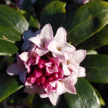 三大香木の投稿画像一覧 Greensnap グリーンスナップ